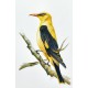 Golden Oriole